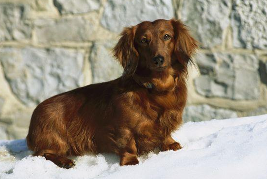 腊肠犬发情怎么看?有三种方法 腊肠犬发情怎么看?有三种方法