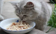 母猫吃的少正常吗