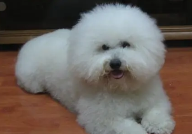 卷毛比熊犬的价格是多少？来看看吧