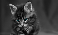 为什么有的猫咪不喜欢玩玩具