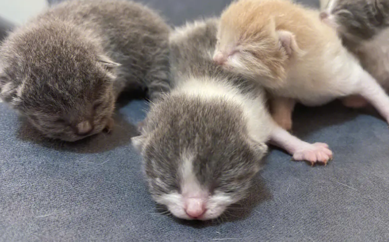 小奶猫刚到家里怎么养？这几个方面要注意