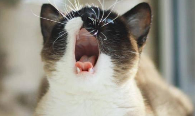 猫一直叫很烦想打死它 猫一直叫很烦想打死它