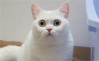 猫咪为什么突然不爱动啦呢