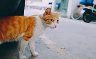 猫走丢了会不会自己回来