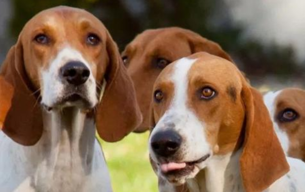 一文告诉你，英国猎狐犬和美国猎狐犬区别在哪？