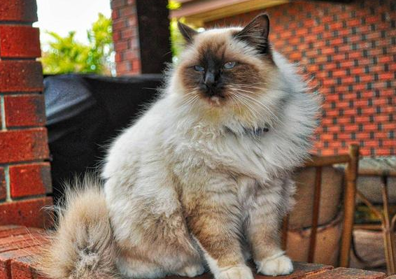 如何辨别伯曼猫是否怀孕?来这里看看吧 如何辨别伯曼猫是否怀孕?来这里看看吧