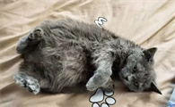 猫传腹什么程度就救不活了