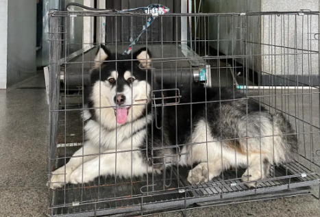 宠物高铁托运需要多少钱