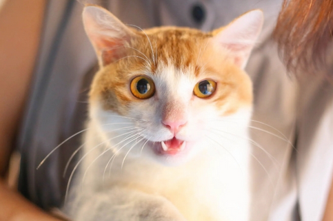 野猫最怕的七种东西 野猫最怕的七种东西