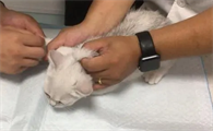 猫咪的身体为什么会有虫子