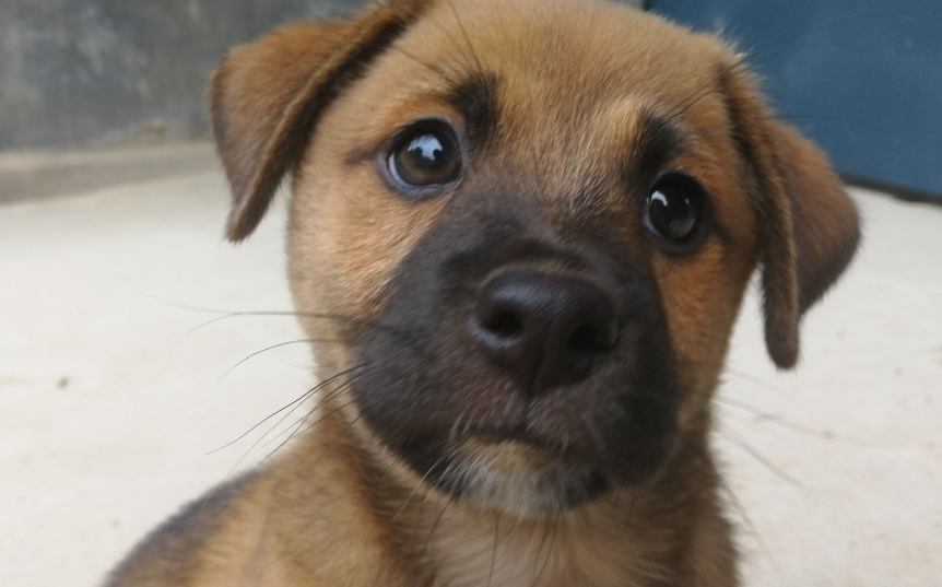 中华田园犬不能吃什么？这些东西千万不可以吃。