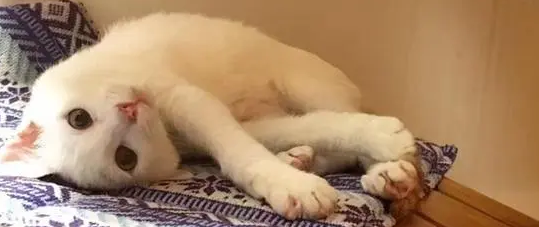 如何理解猫的语言
