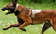 新手养马犬要注意什么？一文告诉你！