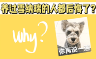 养雪纳瑞的人都后悔了?这到底是为什么?