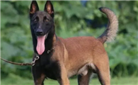 一文告诉你，怎么训练马犬安静？