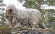 可蒙犬怎么梳毛?不知道的朋友来看看~