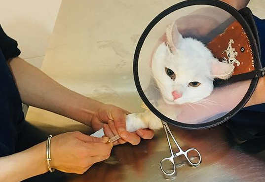 猫三联断了一年需要重新打吗