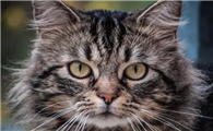 猫咪为什么喜欢瞪人
