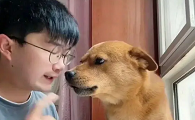 用针扎狗的网红是谁