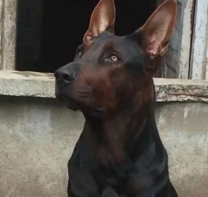 十年前,它被收编为军犬,如今却被人遗忘 十年前,它被收编为军犬,如今却被人遗忘