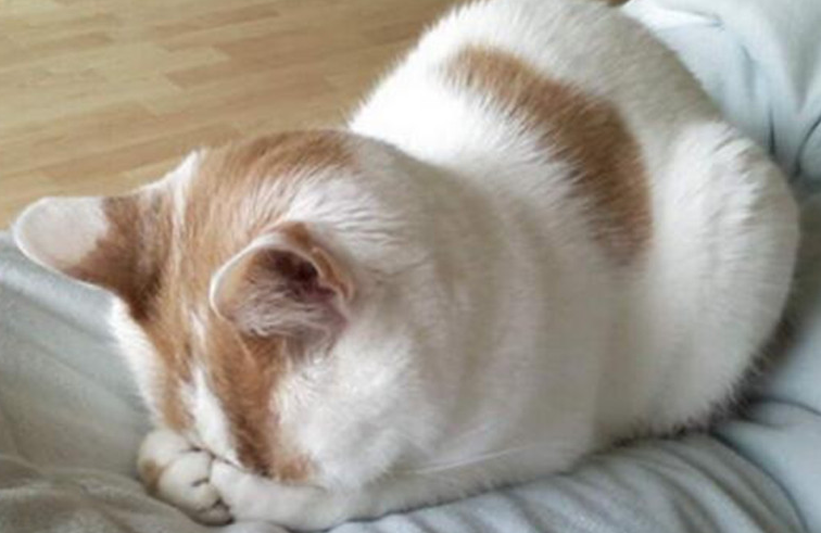 猫咪难受的姿势图片