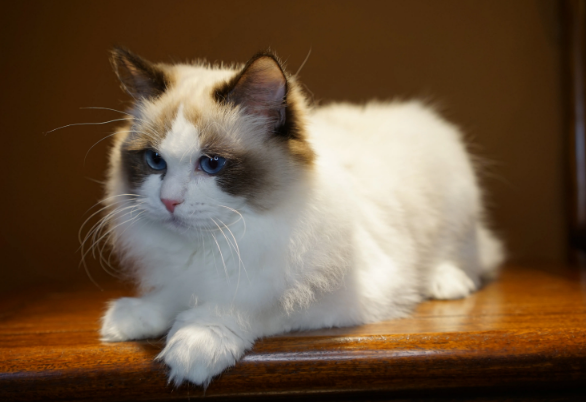 猫咪蹭各种东西是为什么原因