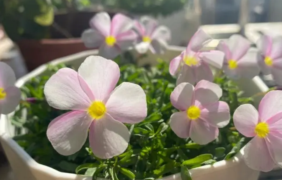 养猫可以养酢浆草吗