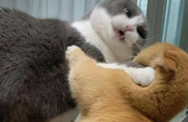 猫咪碰到面为什么会打架呢 猫咪碰到面为什么会打架呢