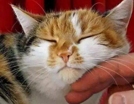 吃什么东西让猫不叫春