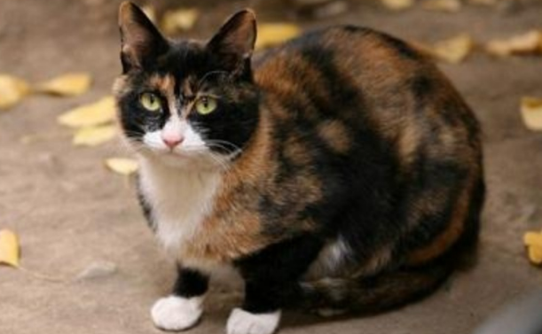 猫是前世亲人转世