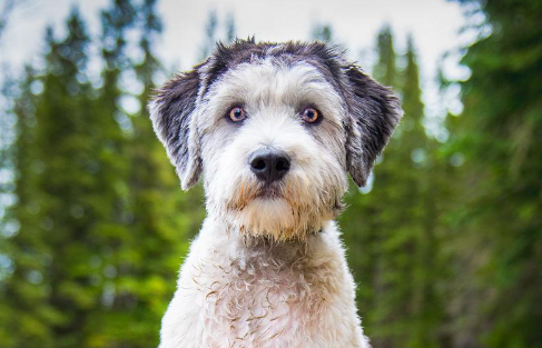 波兰低地牧羊犬产后怎么护理?怎么照顾最好? 波兰低地牧羊犬产后怎么护理?怎么照顾最好?