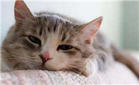 怎么能让猫生病