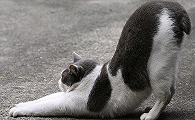 猫的背部时不时抽一下