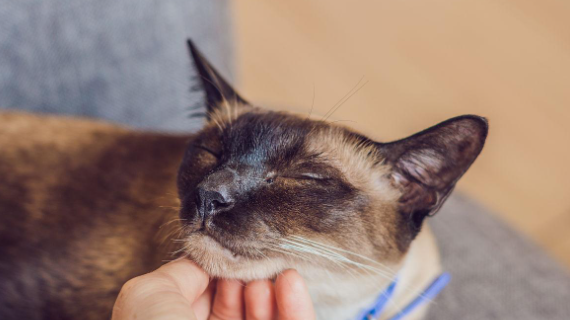 为什么总是被猫咪抓到脖子呢