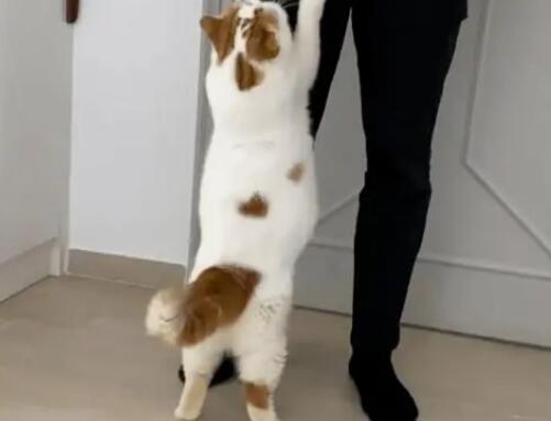 猫咪为什么总是扑人 猫咪为什么总是扑人