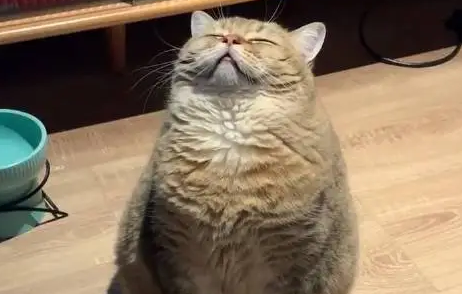 小猫咪为什么仰着头不动