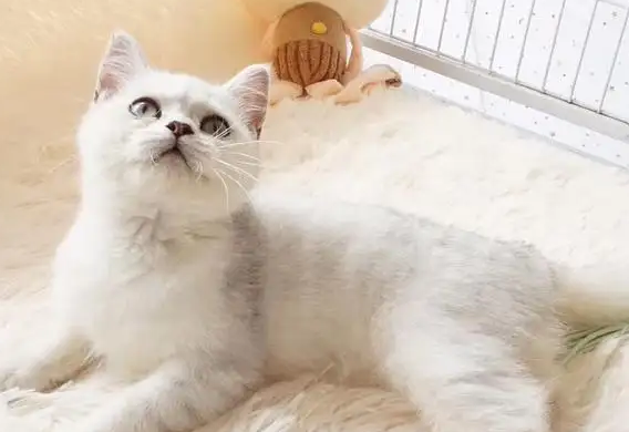 银渐层公猫几个月开始发情?铲屎官来看看吧 银渐层公猫几个月开始发情?铲屎官来看看吧