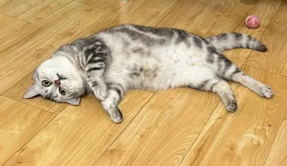猫咪喜欢啃地板是为什么