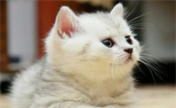 新手养猫最好从几个月开始养