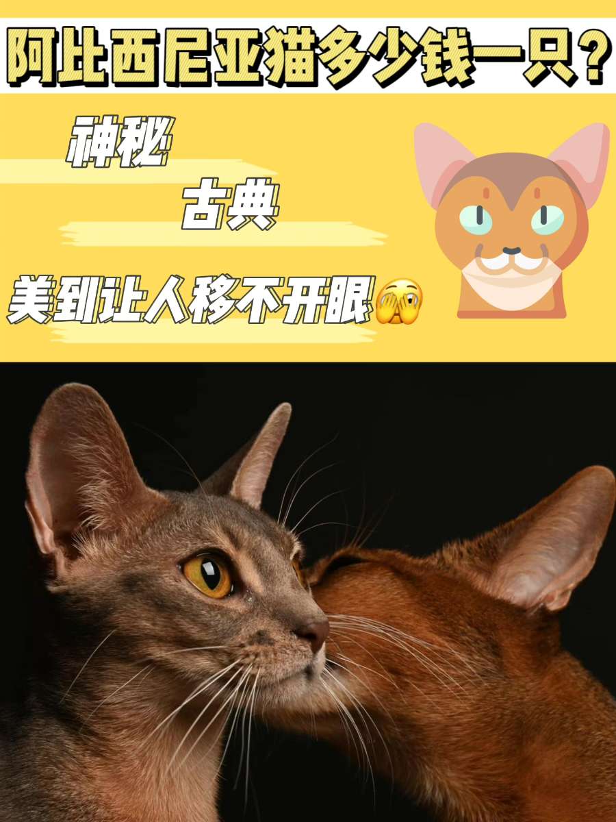 阿比西尼亚猫多少钱一只？美到让人移不开眼