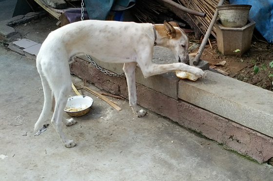 每日科普：细犬为什么被禁养
