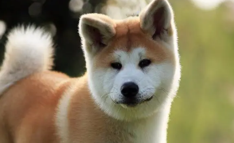 秋田犬每天要溜多久?具体遛的时间? 秋田犬每天要溜多久?具体遛的时间?