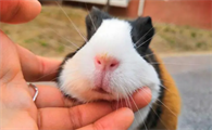 荷兰猪喝水用碗可以吗?如何饲养?