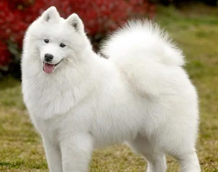 萨摩耶犬不能吃的食物有什么？来看看吧