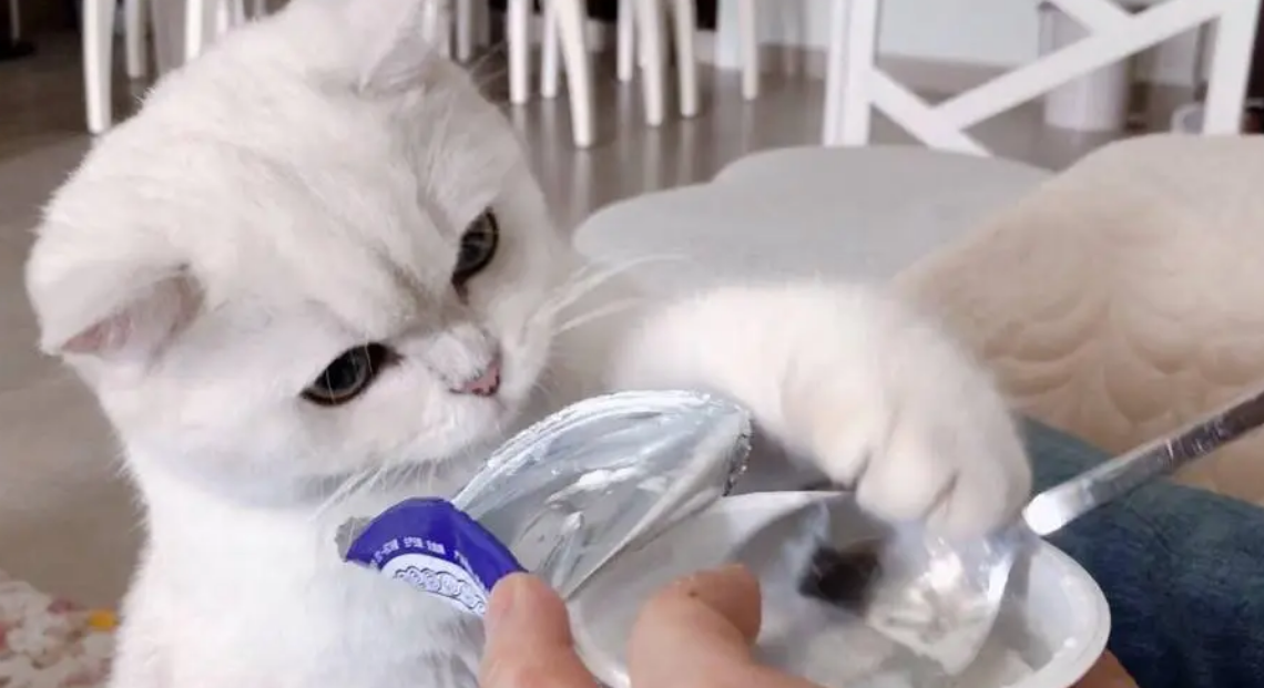 怎么让笨猫变成金毛