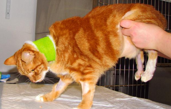 猫咪神经受损能恢复吗 猫咪神经受损能恢复吗