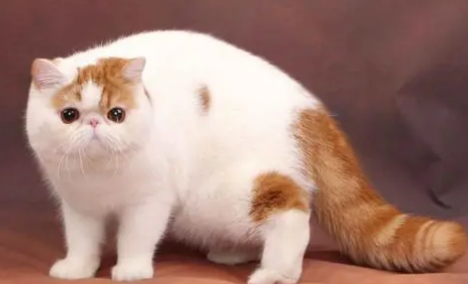 异国短毛猫性格怎么样?一起了解一下吧 异国短毛猫性格怎么样?一起了解一下吧