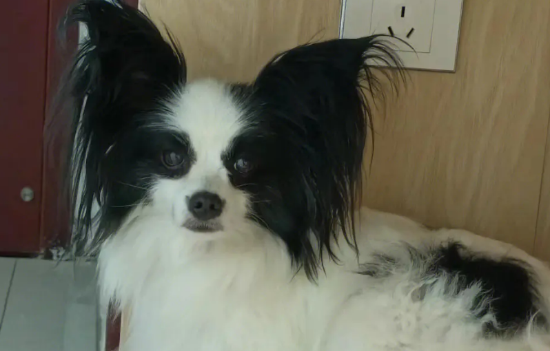 蝴蝶犬犬瘟症状有哪些?看完你就知道了 蝴蝶犬犬瘟症状有哪些?看完你就知道了
