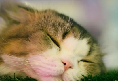 猫咪整天咕噜声是为什么原因 猫咪整天咕噜声是为什么原因