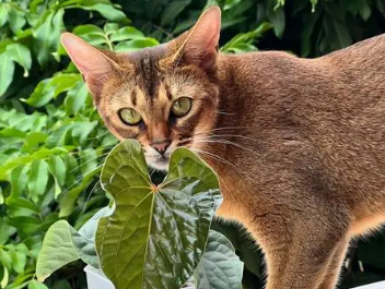 什么绿植对猫咪无害 什么绿植对猫咪无害